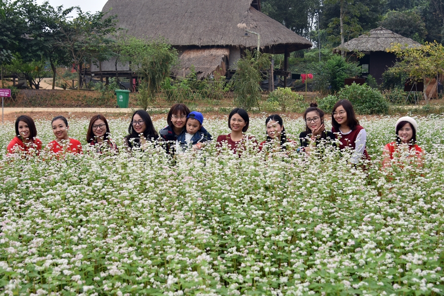 Sắc xuân thêm xuân cùng hoa tam giác mạch sac xuan them xuan cung hoa tam giac mach
