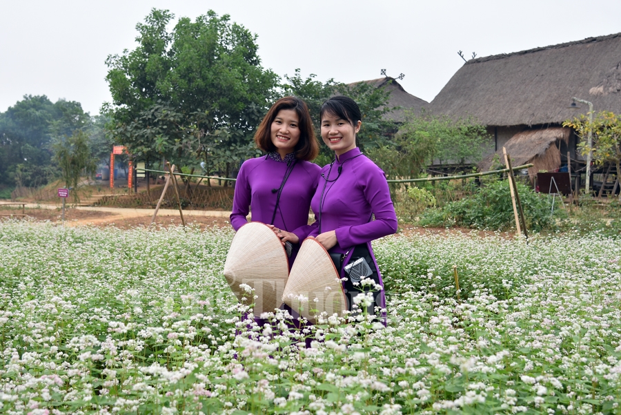 sac xuan them xuan cung hoa tam giac mach