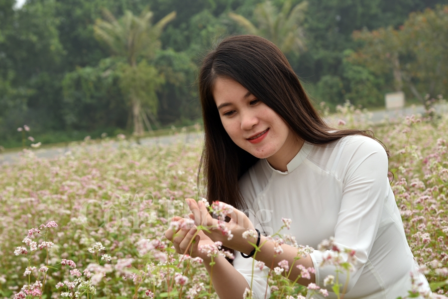 Sắc xuân thêm xuân cùng hoa tam giác mạch sac xuan them xuan cung hoa tam giac mach