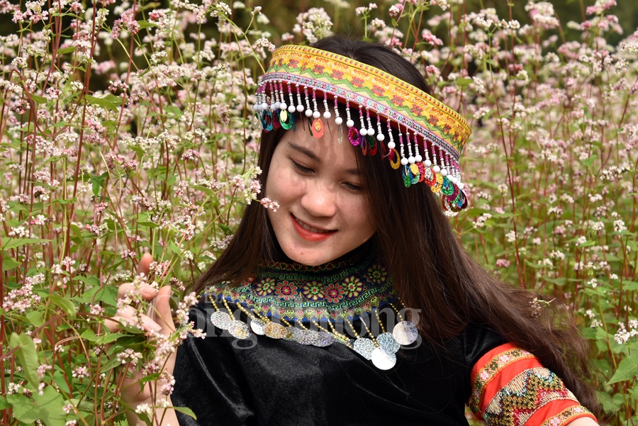 Sắc xuân thêm xuân cùng hoa tam giác mạch sac xuan them xuan cung hoa tam giac mach