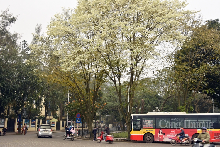 tinh khoi mau trang hoa sua