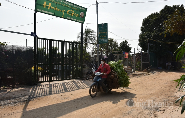 Nhà vườn tất bật chăm sóc cây đào, quất sau Tết