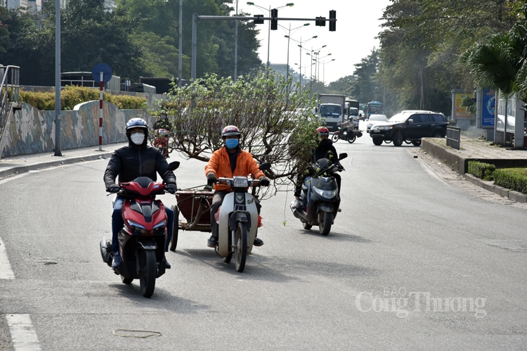 Nhà vườn tất bật chăm sóc cây đào, quất sau Tết