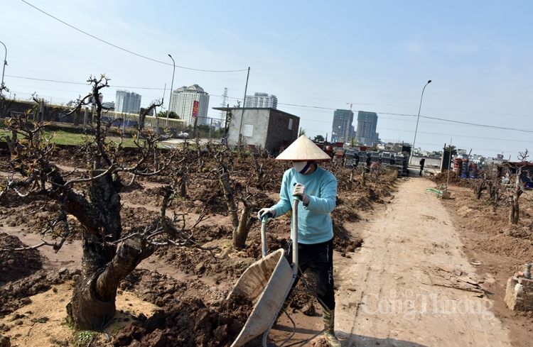 Nhà vườn tất bật chăm sóc cây đào, quất sau Tết