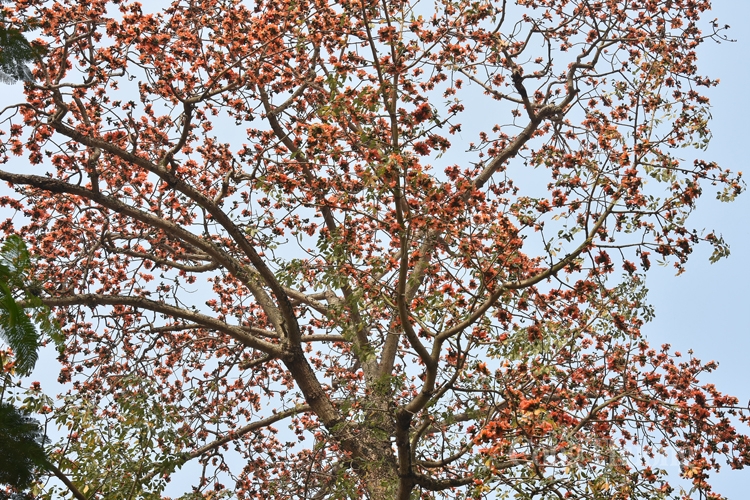 hoa gao thap lua ruc ro giua thu do ha noi