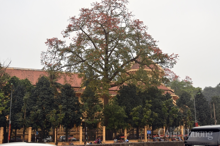 hoa gao thap lua ruc ro giua thu do ha noi