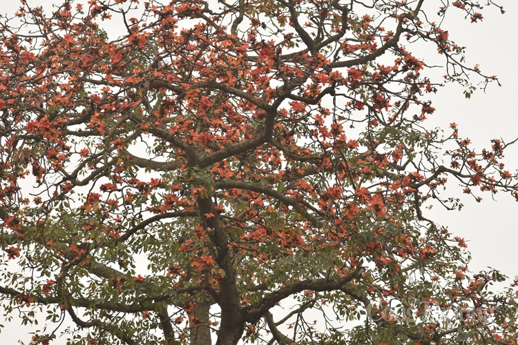 hoa gao thap lua ruc ro giua thu do ha noi