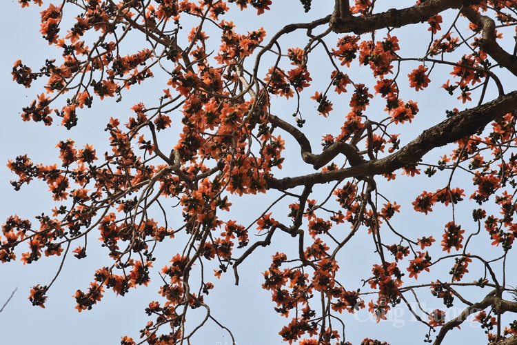 hoa gao thap lua ruc ro giua thu do ha noi