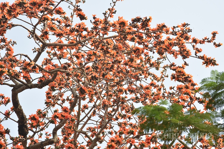 hoa gao thap lua ruc ro giua thu do ha noi