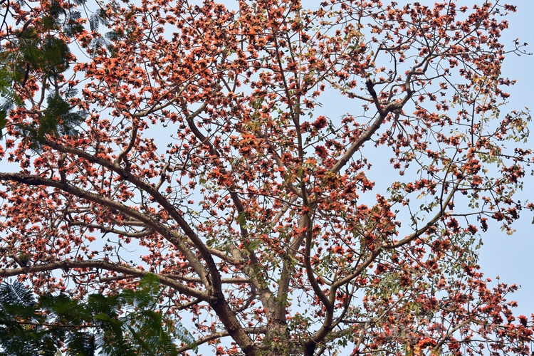 hoa gao thap lua ruc ro giua thu do ha noi