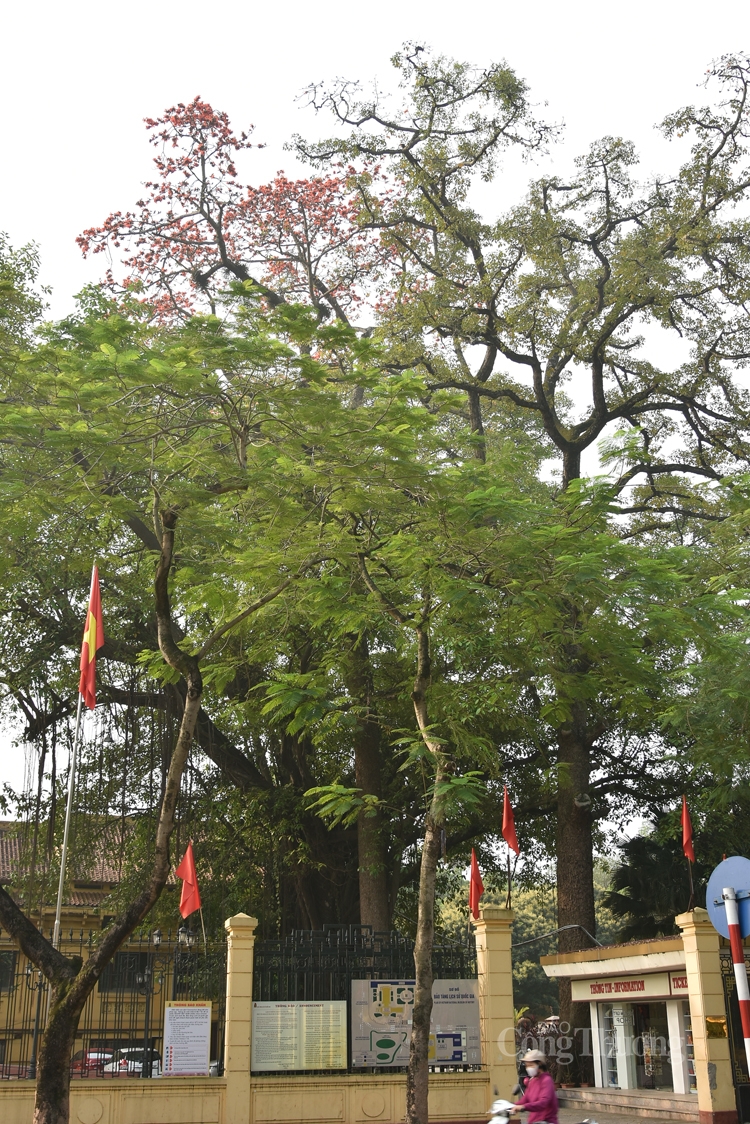 hoa gao thap lua ruc ro giua thu do ha noi