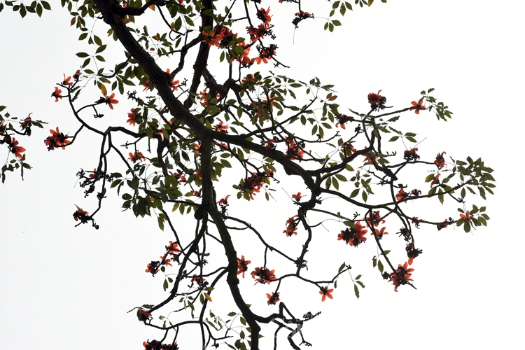 hoa gao thap lua ruc ro giua thu do ha noi