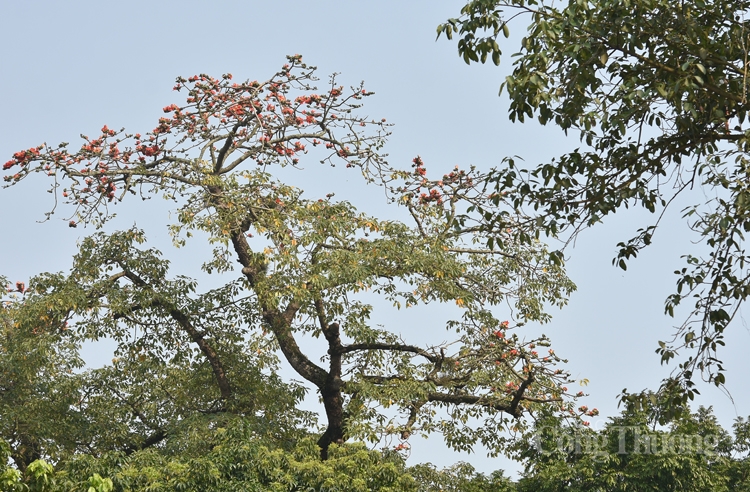 hoa gao thap lua ruc ro giua thu do ha noi