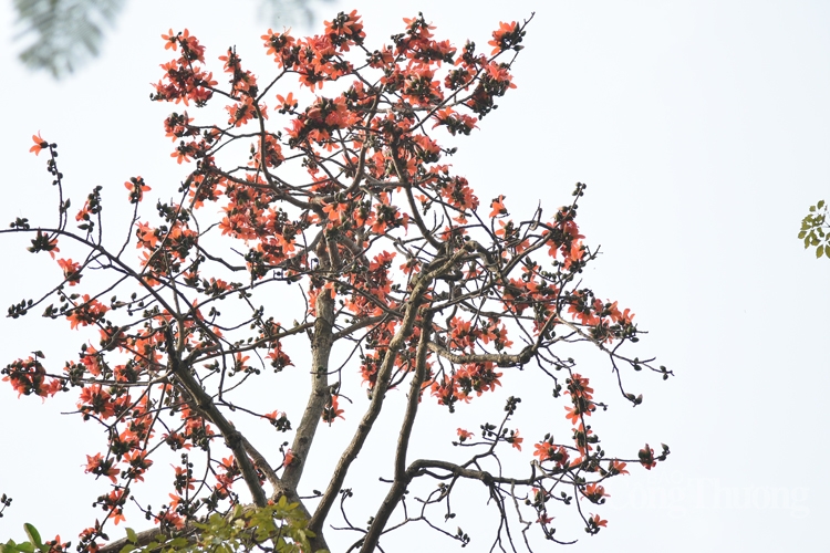 hoa gao thap lua ruc ro giua thu do ha noi