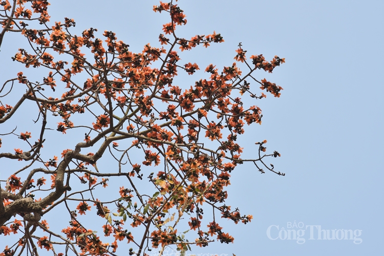 hoa gao thap lua ruc ro giua thu do ha noi