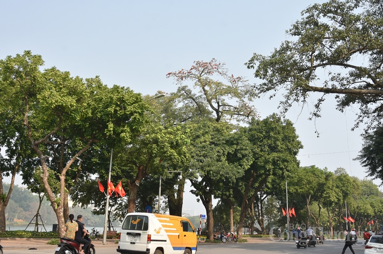 hoa gao thap lua ruc ro giua thu do ha noi