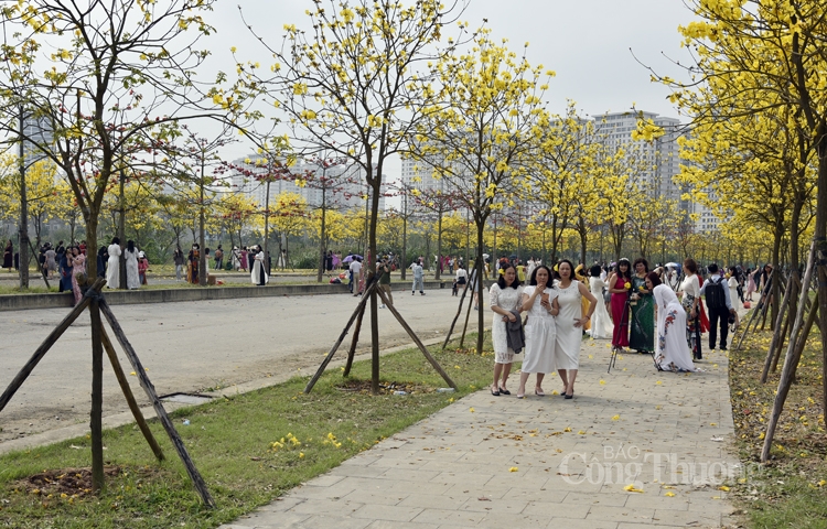 Hà Nội rực sắc vàng hoa phong linh