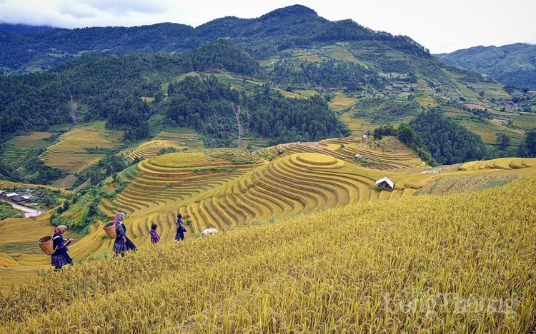 dam say canh sac vung cao phia bac