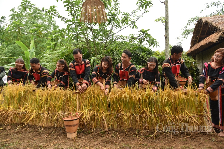 Lễ mừng lúa mới dân tộc Gia Rai