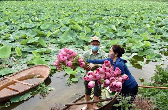 Thụy Phương nhộn nhịp mùa thu hái sen