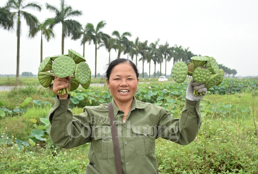 bac giang hoa sen vao mua ngat huong thom