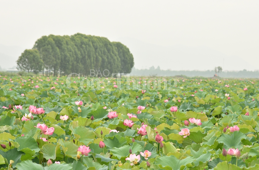 bac giang hoa sen vao mua ngat huong thom