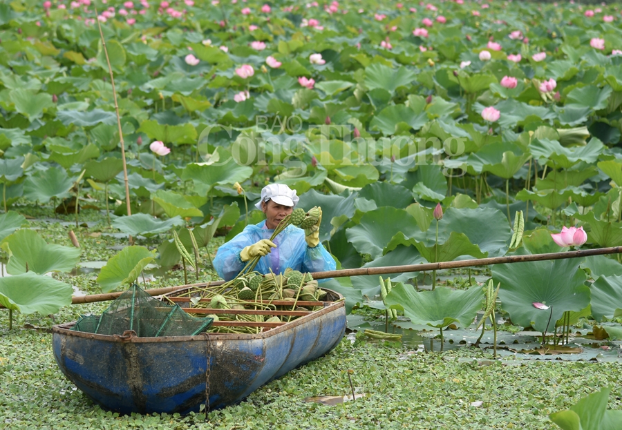 bac giang hoa sen vao mua ngat huong thom