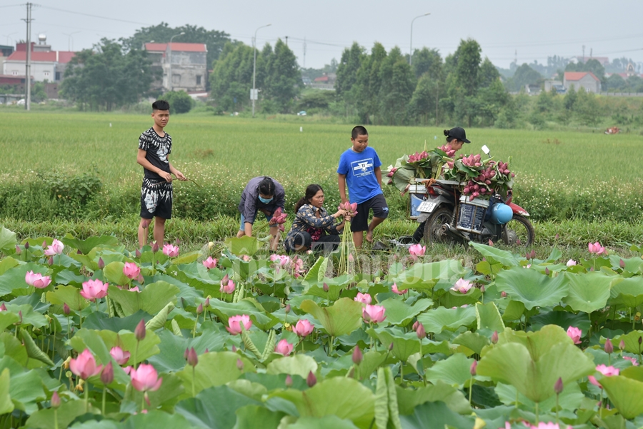 bac giang hoa sen vao mua ngat huong thom