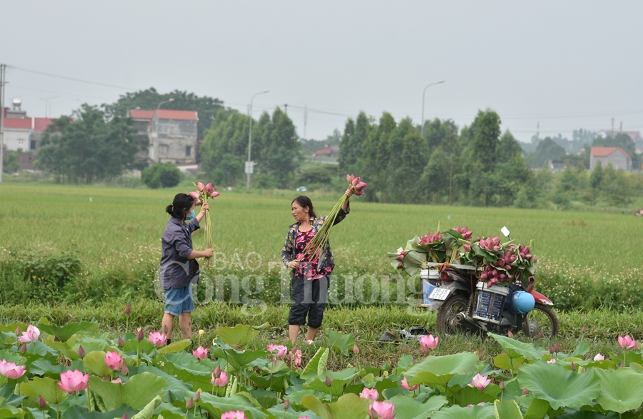 bac giang hoa sen vao mua ngat huong thom