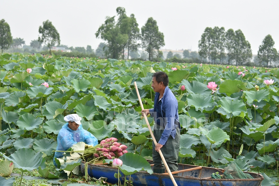 bac giang hoa sen vao mua ngat huong thom