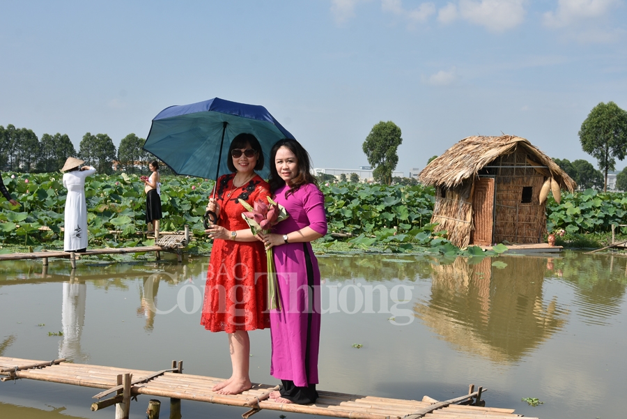 bac giang hoa sen vao mua ngat huong thom