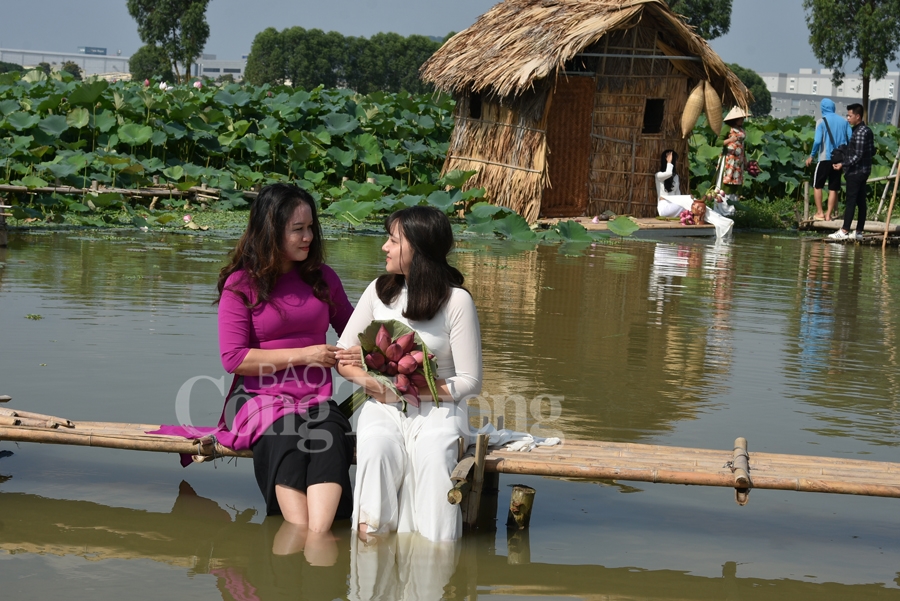 bac giang hoa sen vao mua ngat huong thom