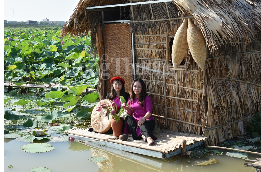 bac giang hoa sen vao mua ngat huong thom