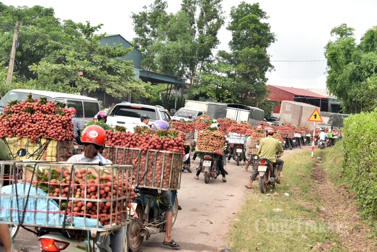 soi dong cho vai thieu dai nhat viet nam