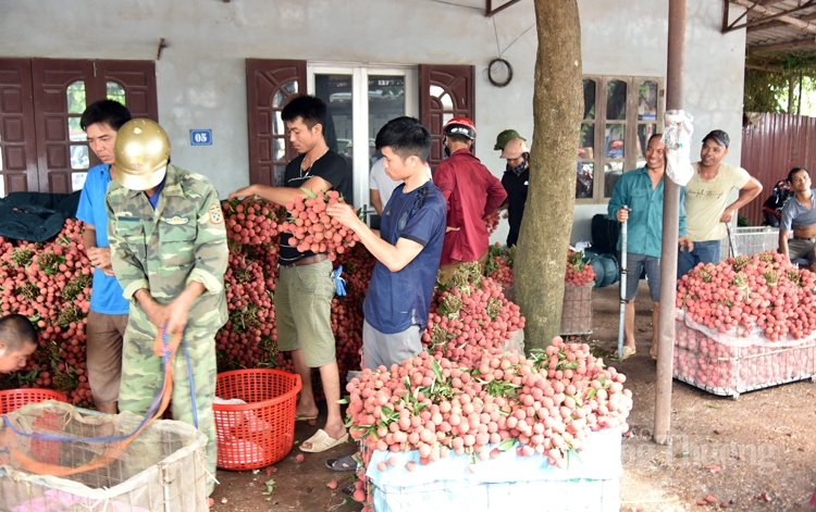 soi dong cho vai thieu dai nhat viet nam