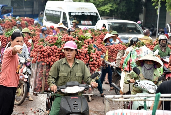 Mục sở thị Chợ vải thiều dài nhất Việt Nam