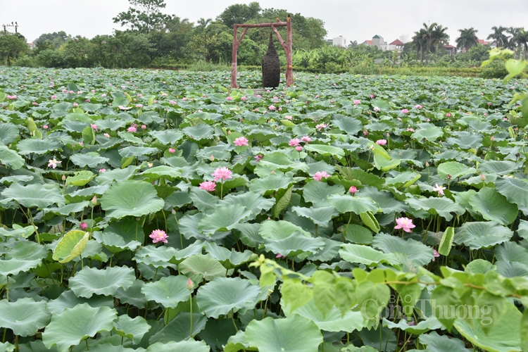 Khám phá Trung tâm bảo tồn trên 100 loài sen quí hiếm