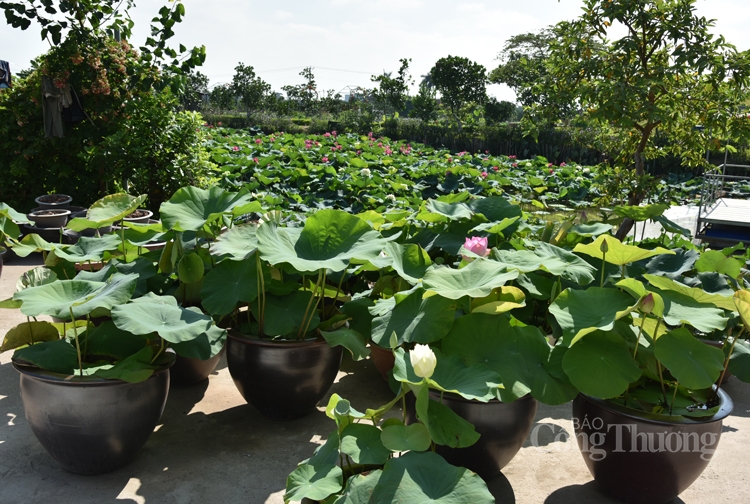 Khám phá Trung tâm bảo tồn trên 100 loài sen quí hiếm