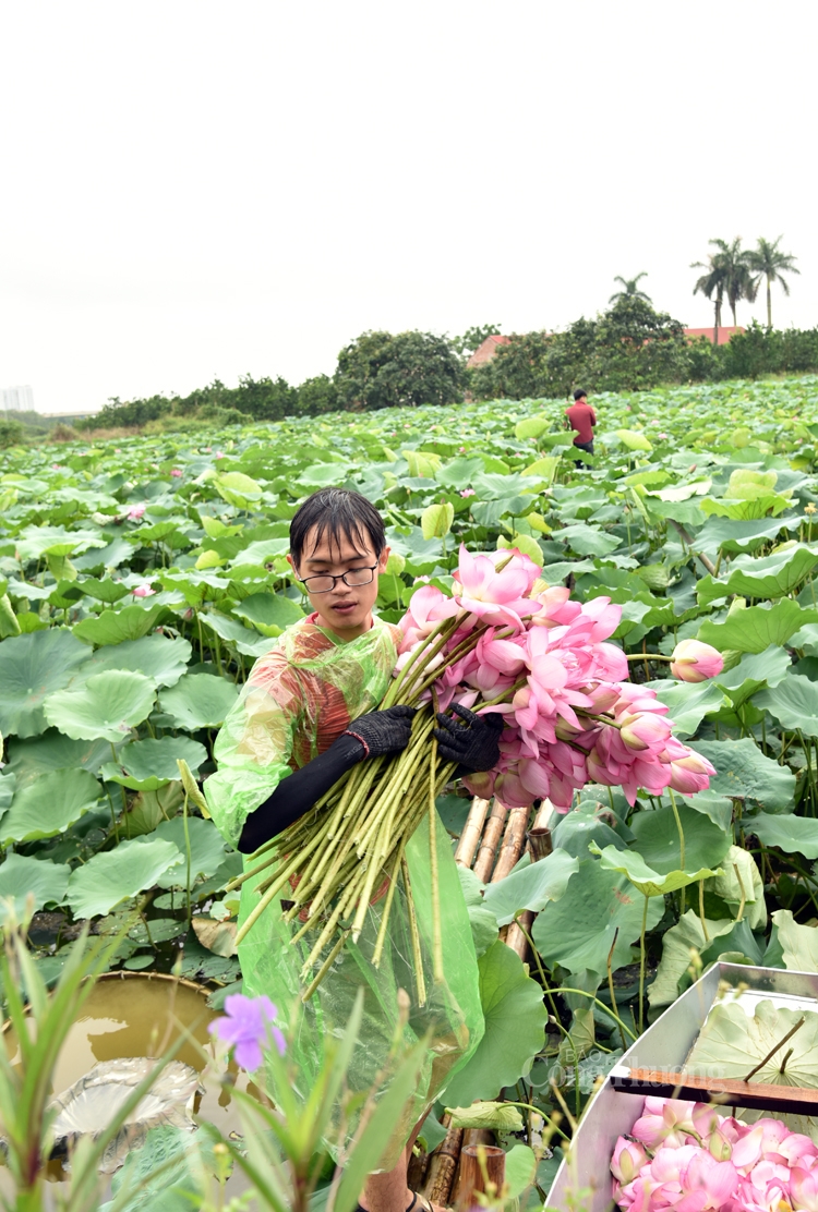 Khám phá Trung tâm bảo tồn trên 100 loài sen quí hiếm