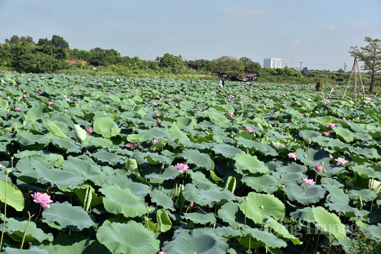 Khám phá Trung tâm bảo tồn trên 100 loài sen quí hiếm