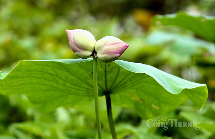 Sen Tịnh Đế: Cặp sen độc, lạ, một đế hai bông