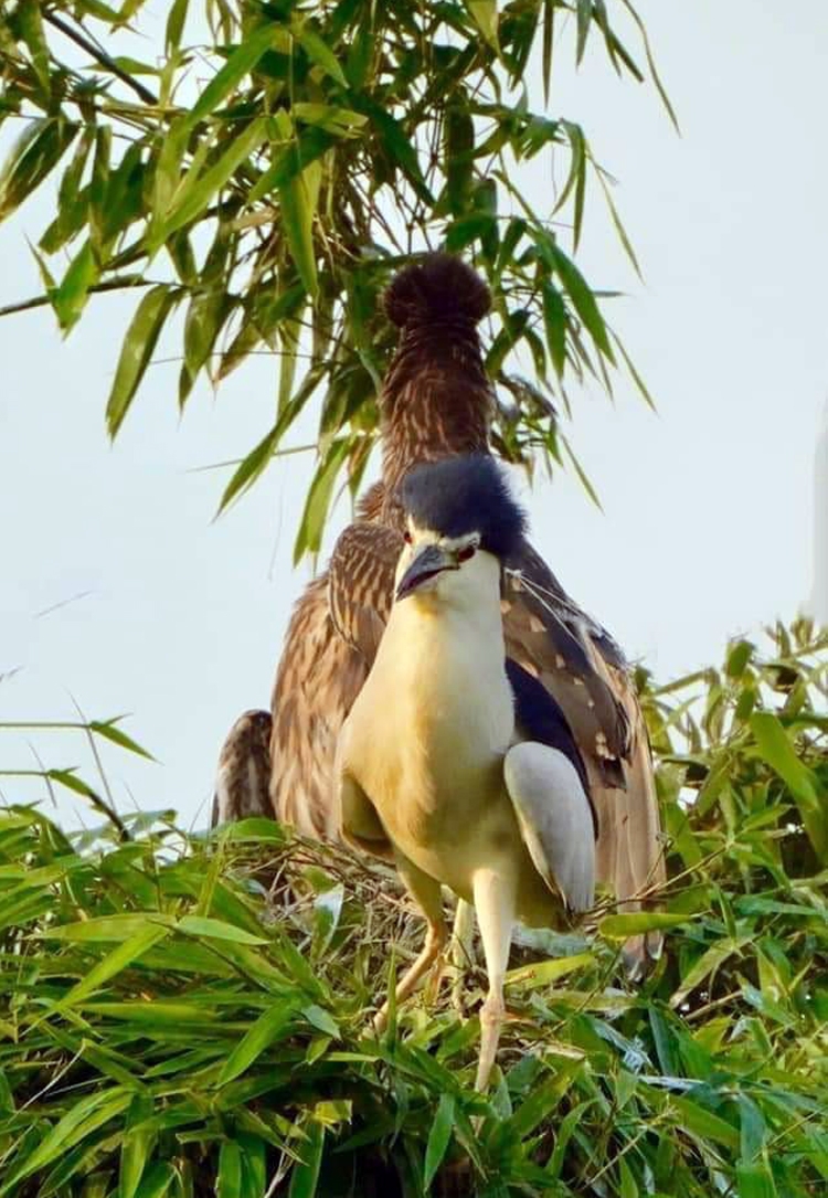 Chiêm ngưỡng đảo Cò Chi Lăng Nam Hải Dương