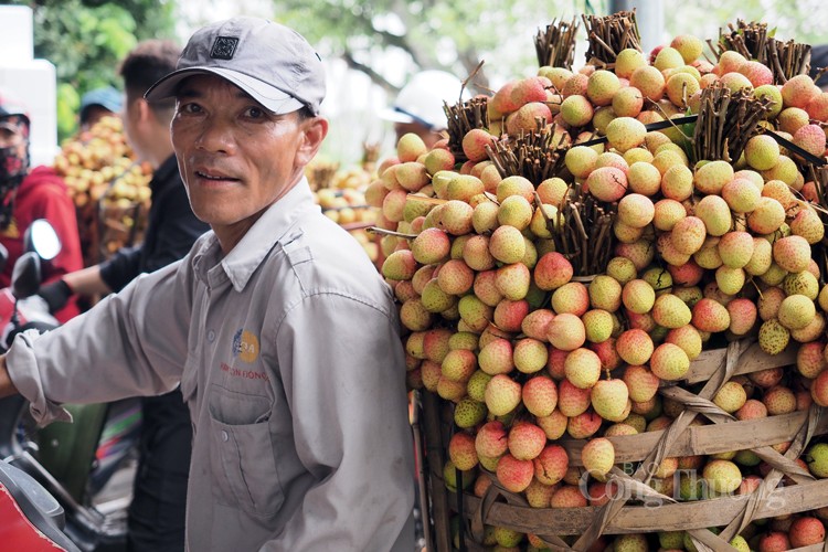 Vải Thanh Hà được mùa, được giá