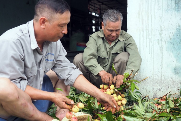 Vải Thanh Hà được mùa, được giá