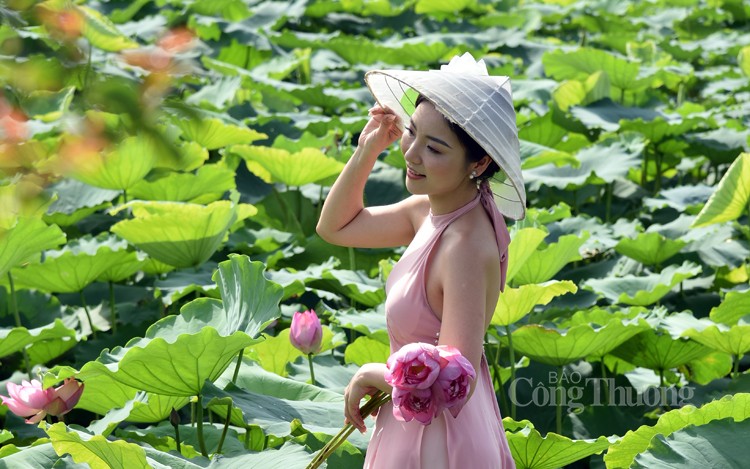 Sôi động dịch vụ chụp ảnh cùng sen Hồ Tây Sôi động dịch vụ chụp ảnh cùng sen Hồ Tây
