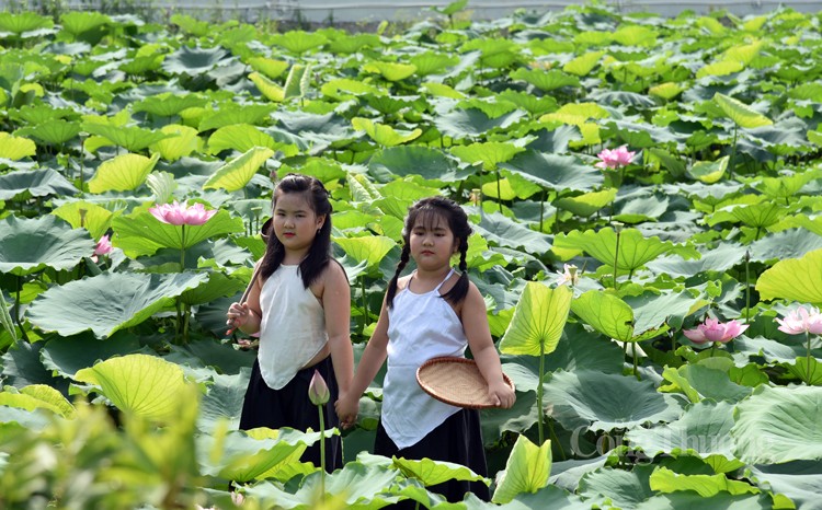 Sôi động dịch vụ chụp ảnh cùng sen Hồ Tây Sôi động dịch vụ chụp ảnh cùng sen Hồ Tây