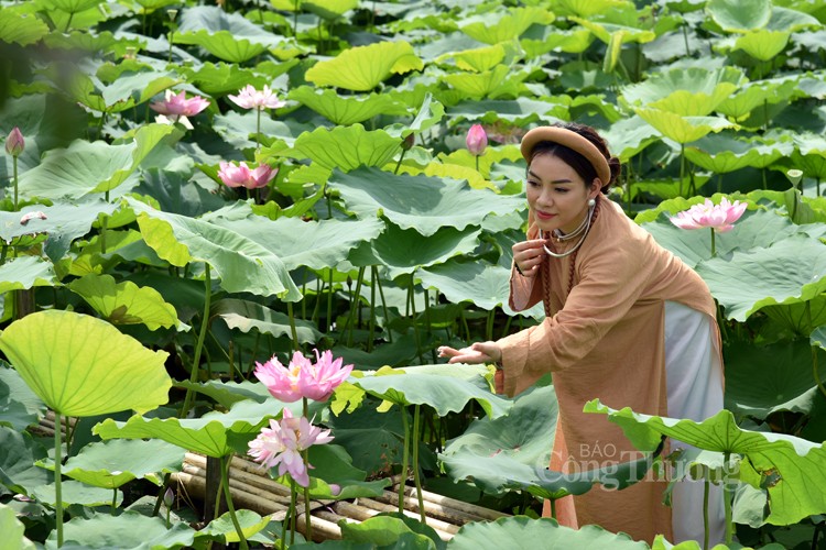 Sôi động dịch vụ chụp ảnh cùng sen Hồ Tây Sôi động dịch vụ chụp ảnh cùng sen Hồ Tây