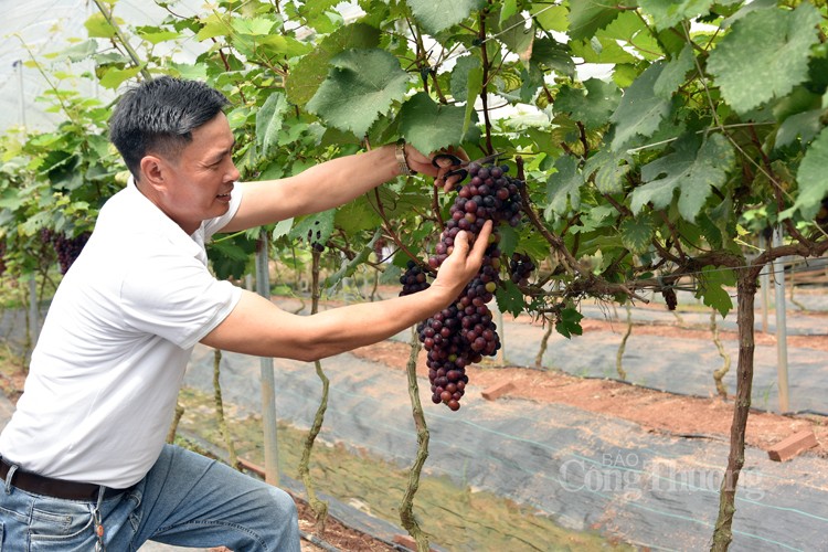Nông dân Hoài Đức thu nửa tỷ đồng nhờ trồng nho hạ đen