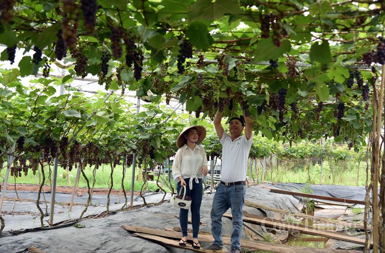 Nông dân Hoài Đức thu nửa tỷ đồng nhờ trồng nho hạ đen