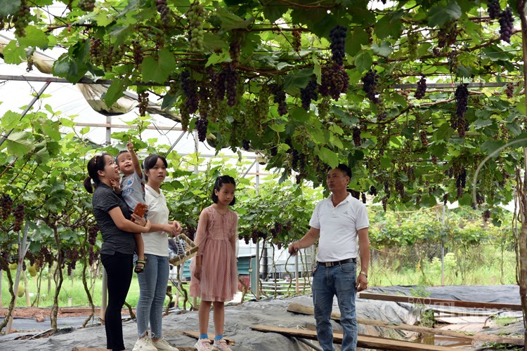Nông dân Hoài Đức thu nửa tỷ đồng nhờ trồng nho hạ đen